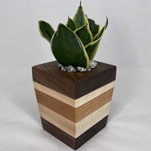 Succulent Planter - Variegated Leafy Plant with Walnut, Cherry & Maple