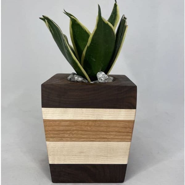 Succulent Planter - Variegated Leafy Plant with Walnut, Cherry & Maple - Image 2